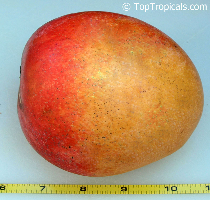 Mango tree Juicy Peach, Grafted (Mangifera indica)