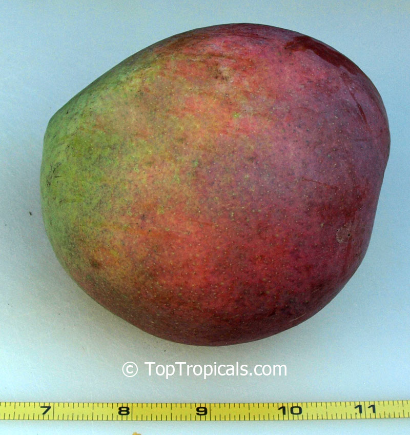 Mango tree Fruit Punch, Grafted, 7 gal pot (Mangifera indica)