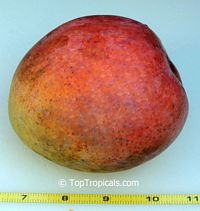 Mangifera indica - Baileys Marvel Mango, Grafted

Click to see full-size image