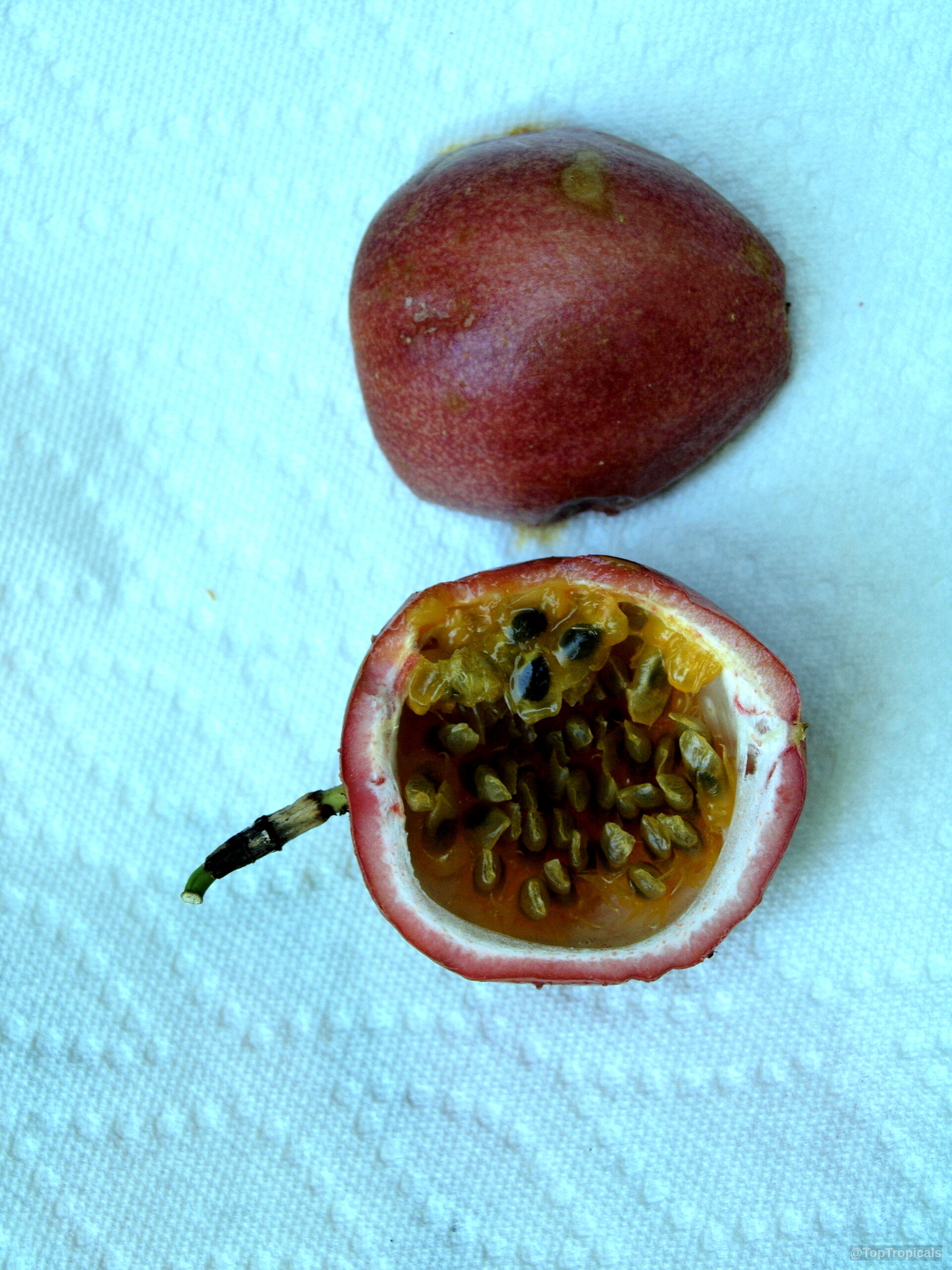 Passiflora edulis (Passion Fruit) cut in half with pulp and seeds on a plate Passiflora edulis (Passion Fruit) purple red fruit cut open on a plate close up