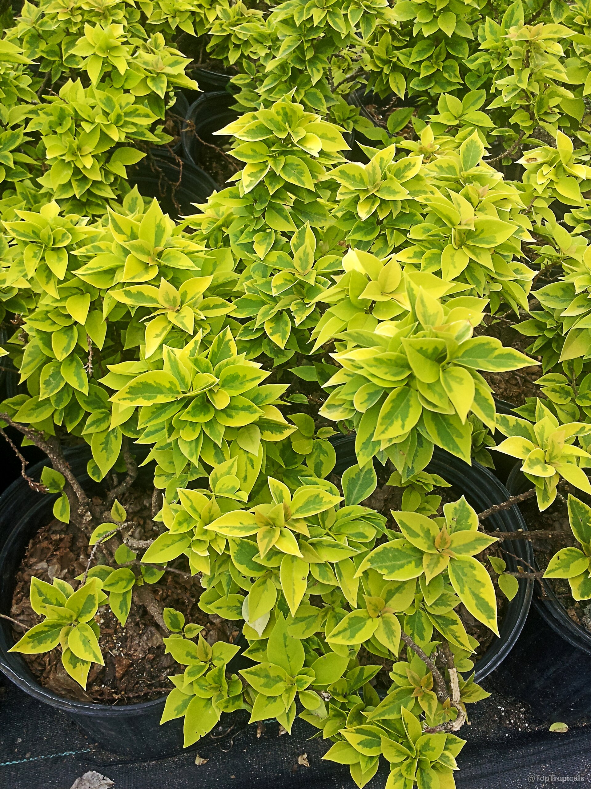 Bougainvillea (Bougainvillea) yellow and green leaves filling several black plastic containers for plant cultivation. Bougainvillea (Bougainvillea) yellow and green leaves plant growing in multiple black plastic nursery pots.