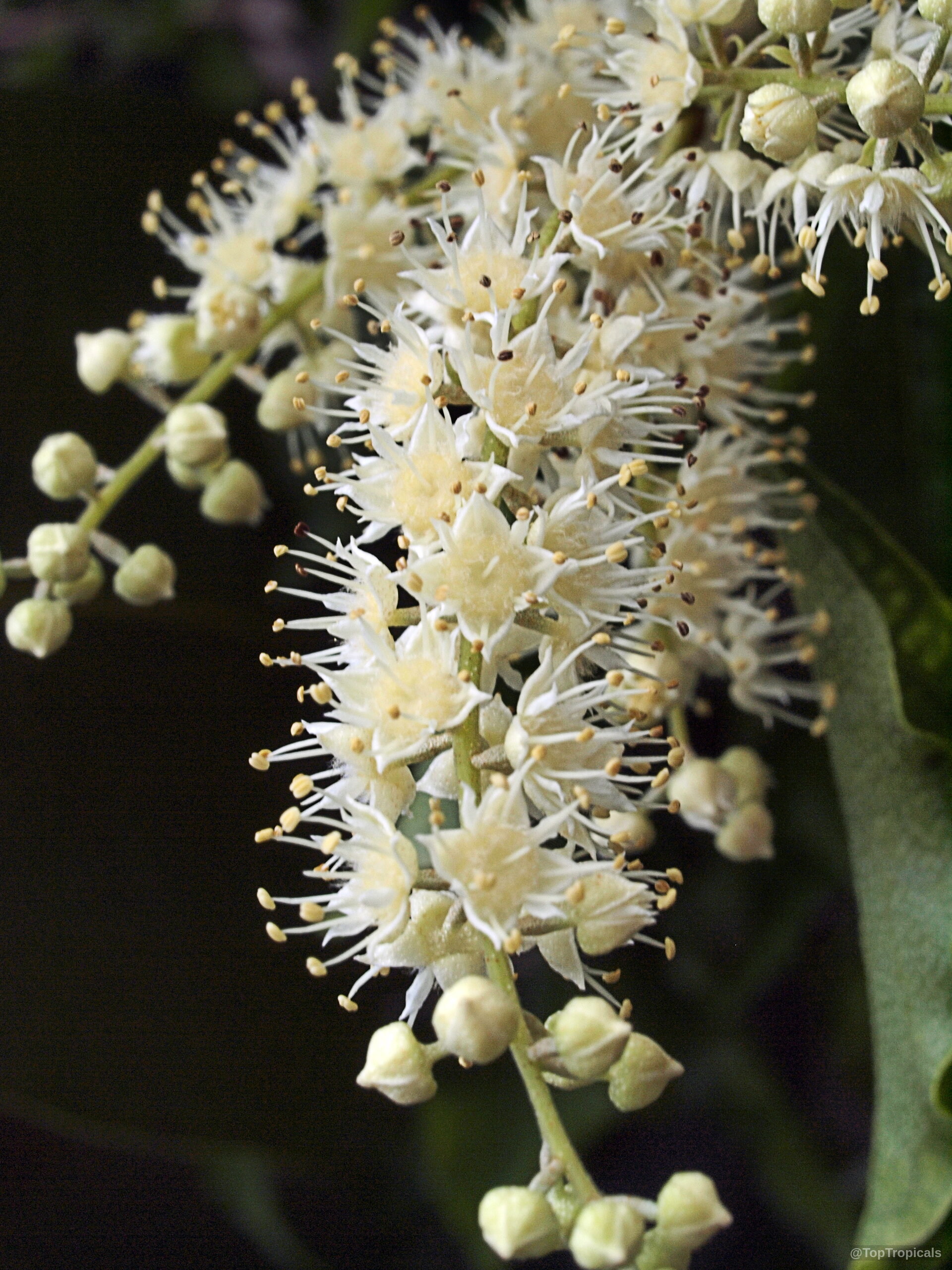 Combretum padoides (Thicket Bushwillow) creamy white flower clusters with many thin segments and tiny stamens Combretum padoides (Thicket Bushwillow) creamy white flower close up with many thin delicate star petals