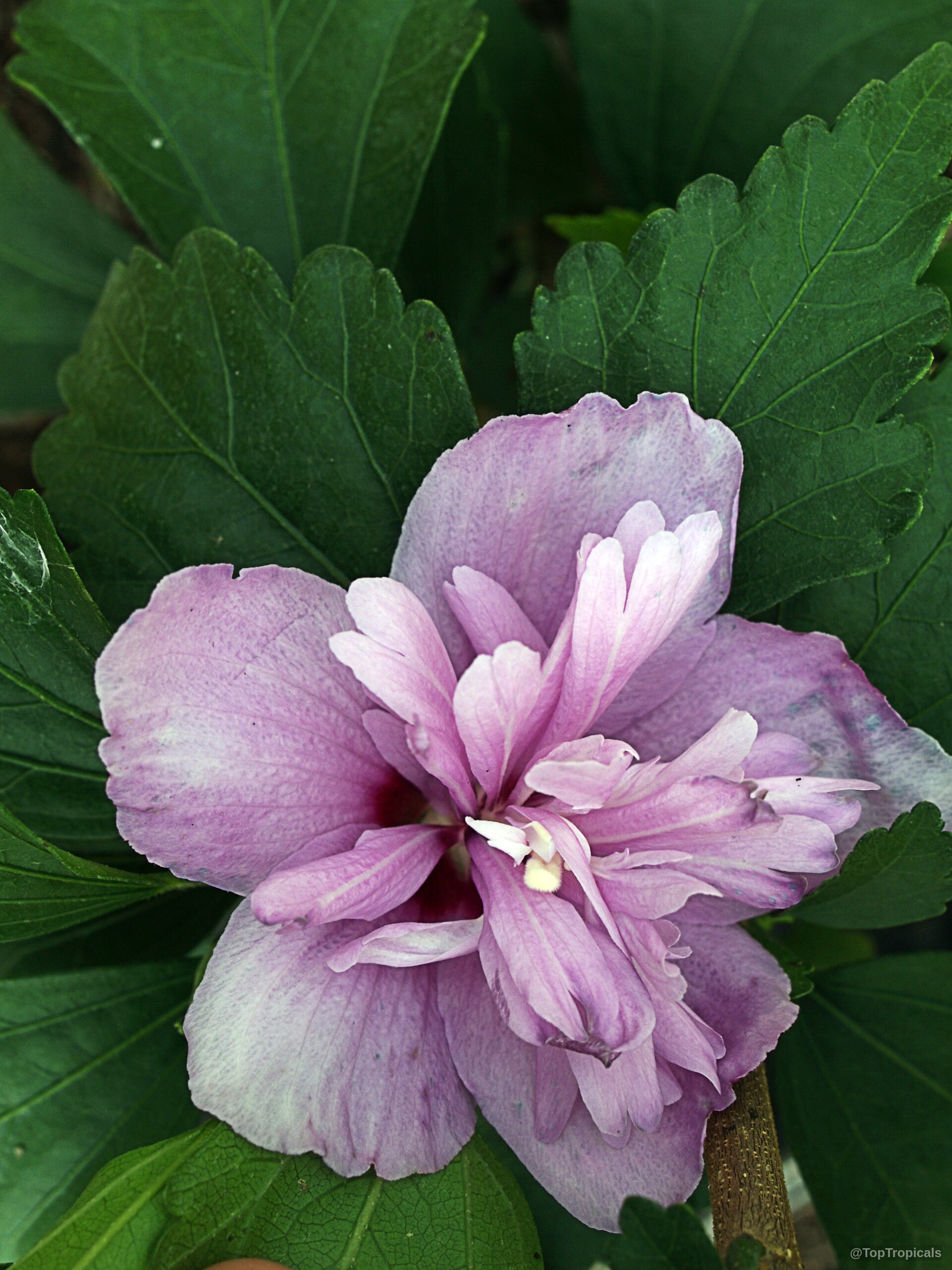 Hibiscus syriacus (Blue Hibiscus) with multiple purple petals surrounding a dark center and green foliage. Hibiscus syriacus (Blue Hibiscus) purple flower close up with green leaves in the background.