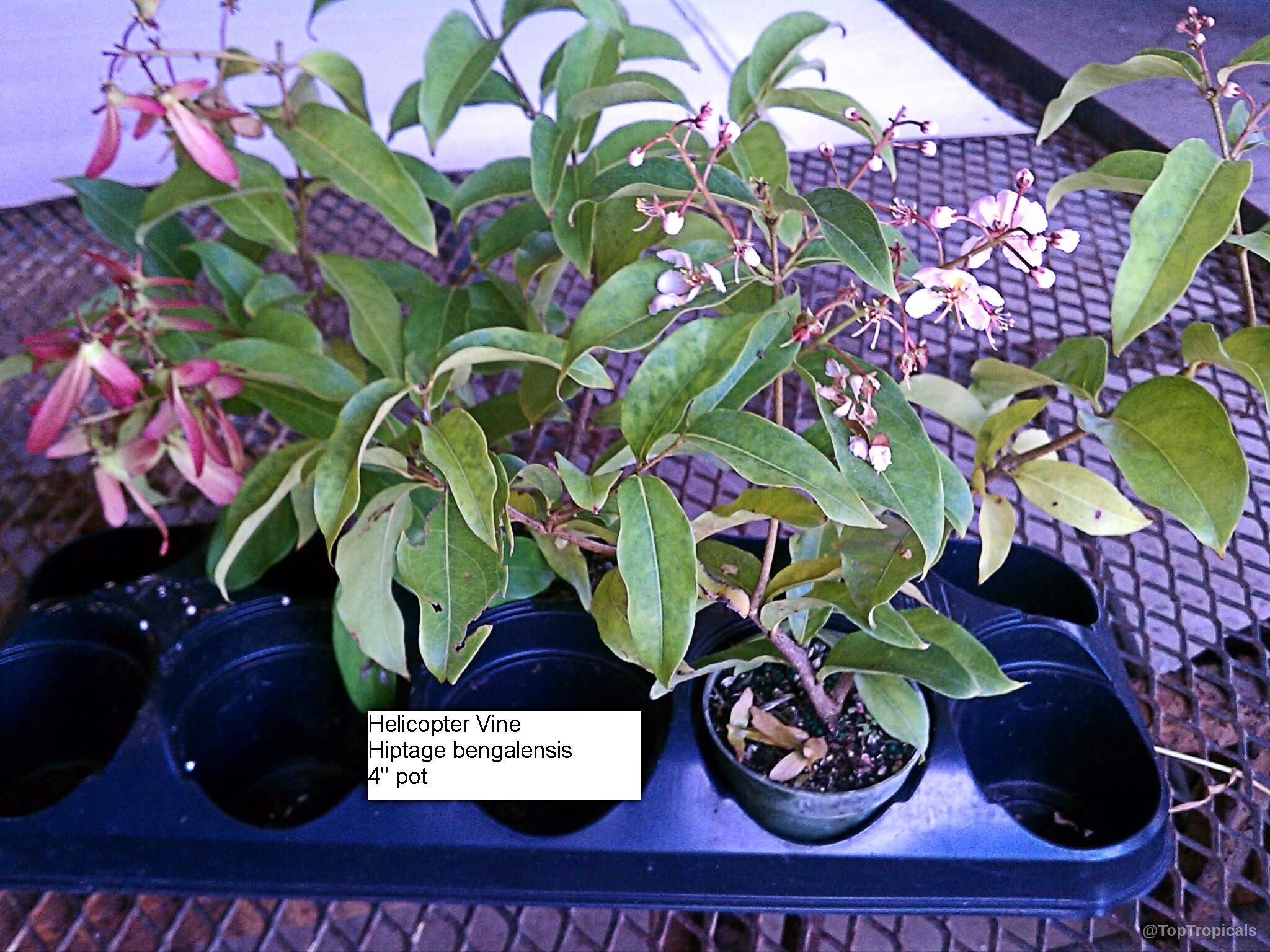 Hiptage lucida (Cambodia Helicopter Flower) with soft pink flower clusters and smooth green pointed leaves. Hiptage lucida (Cambodia Helicopter Flower) pink flower and green leaves in black nursery pots