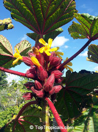 Wercklea ferox, Prickly Umbrella

Click to see full-size image