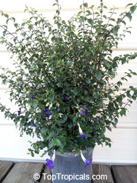 Thunbergia erecta, King&apos;s Mantle, Bush Clock Vine
