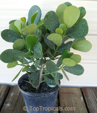 Clusia fluminensis Nana - Dwarf Autograph Tree

Click to see full-size image