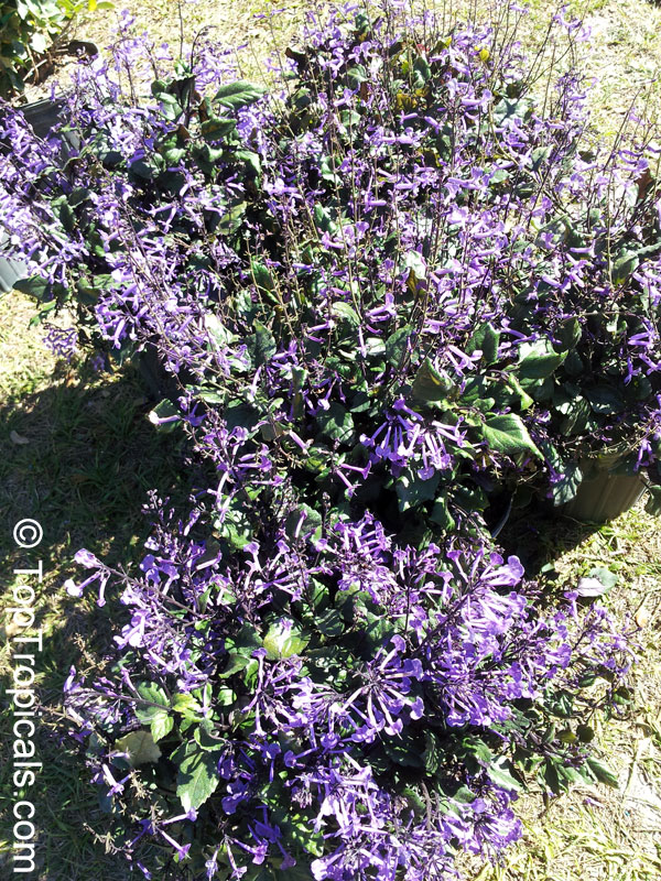 Plectranthus ecklonii Mona Lavender, Mona Lavender, Plectranthus hybrid