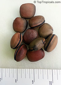 Mucuna gigantea, White Jade Vine, Hamburger Bean, Seabean, Burny Bean 

Click to see full-size image