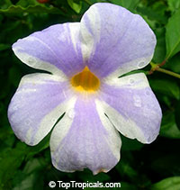 Thunbergia erecta, King&apos;s Mantle, Bush Clock Vine. Variegated flower variety Lavender Lace