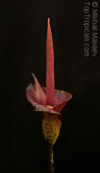 Amorphophallus konjak - Voodoo Lily

Click to see full-size image