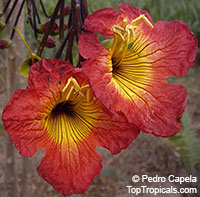 Fernandoa magnifica - African Flame

Click to see full-size image