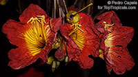 Fernandoa magnifica, Heterophragma longipes , African Flame

Click to see full-size image