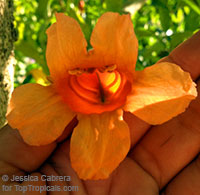 Radermachera hainanensis, Golden Tree Jasmine

Click to see full-size image