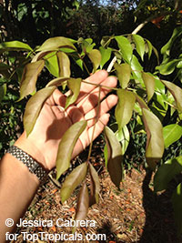 Radermachera hainanensis, Golden Tree Jasmine

Click to see full-size image