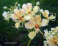Bauhinia retusa - seeds

Click to see full-size image