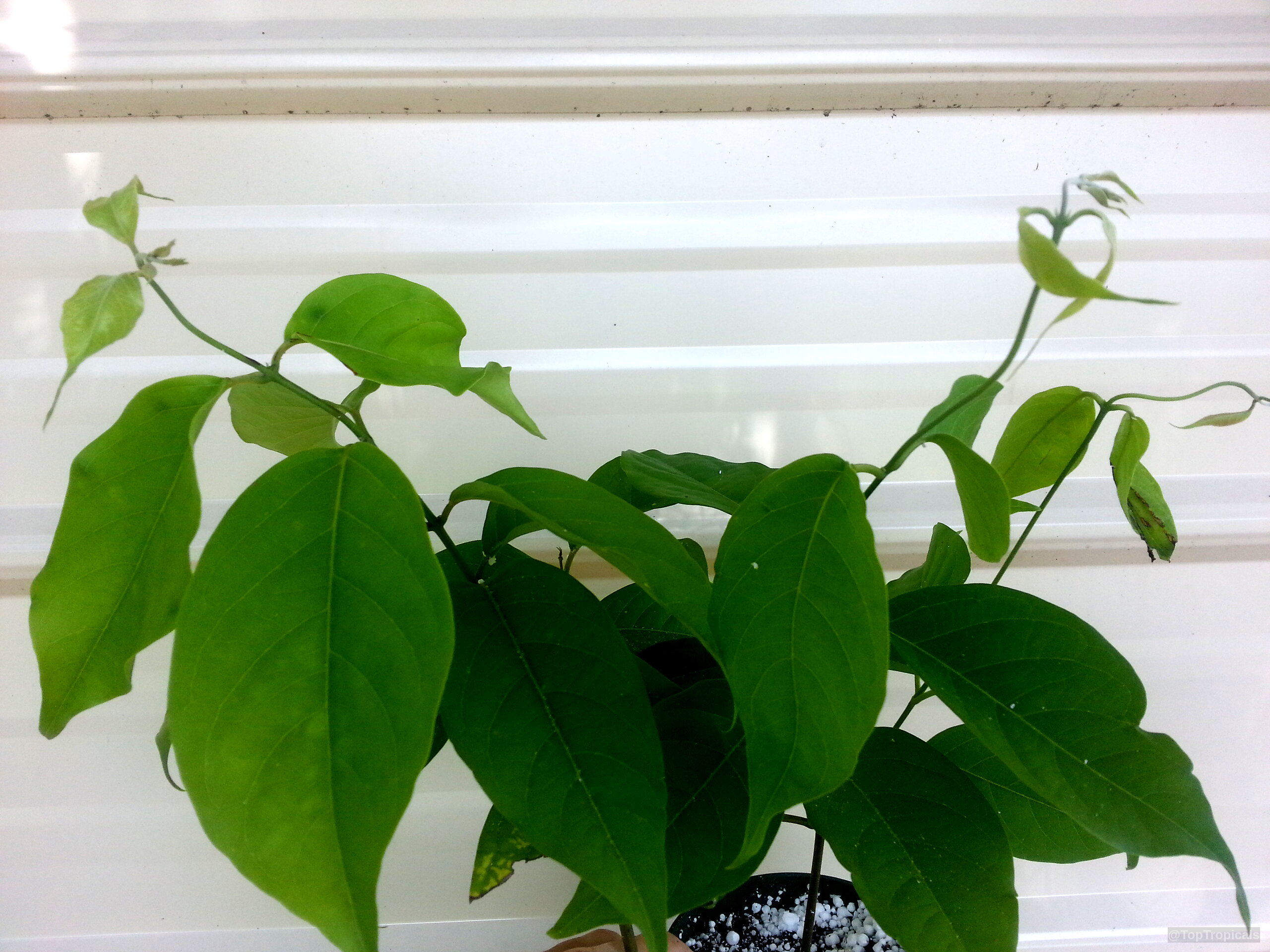 Banisteriopsis caapi (Ayahuasca) green leaves growing on thin flexible vine stems against white surface Banisteriopsis caapi (Ayahuasca) green plant with oval pointed leaves on thin woody vine stems