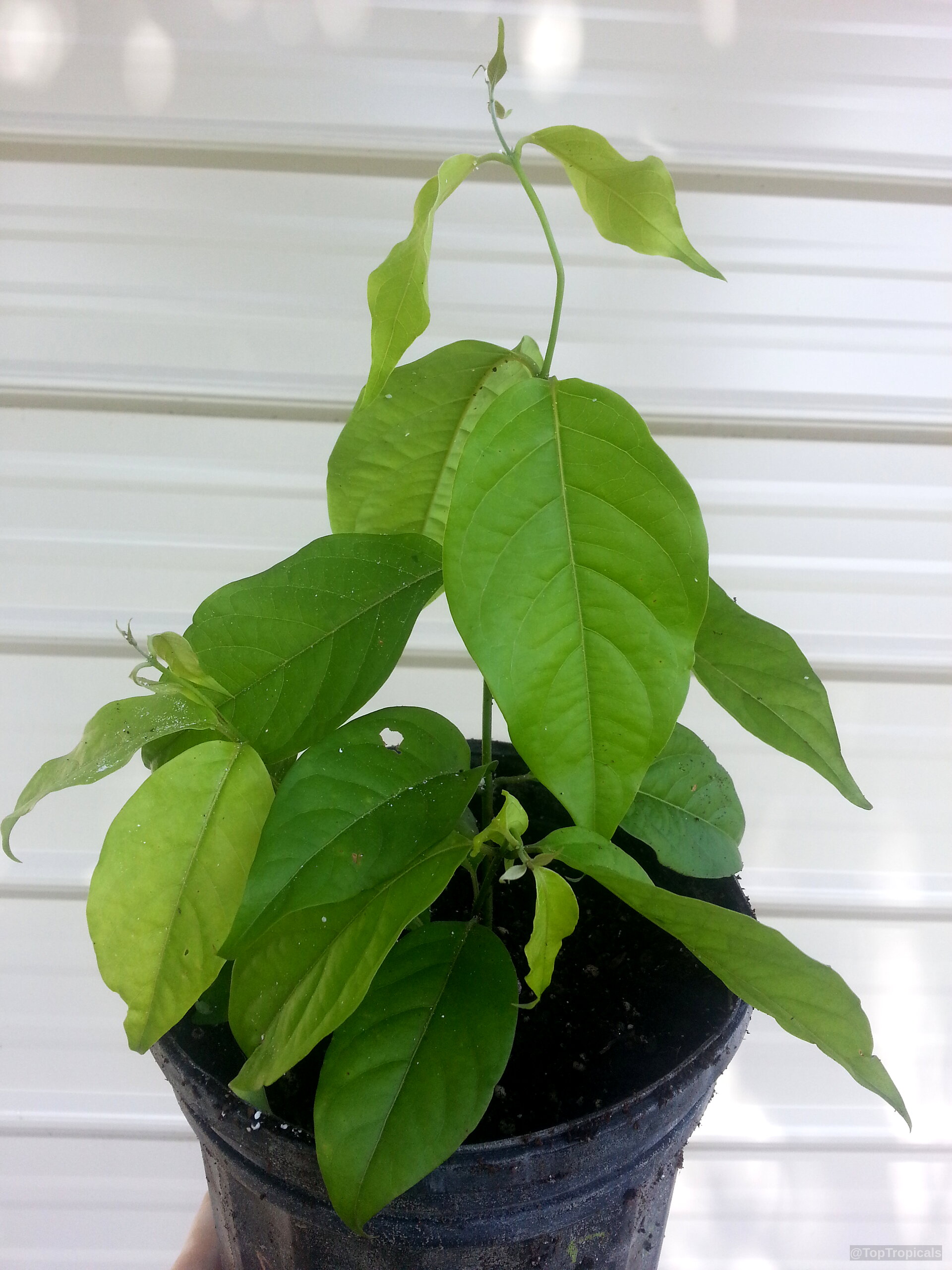Banisteriopsis caapi (Ayahuasca) plant stems with oval light green leaves sitting in a black pot. Banisteriopsis caapi (Ayahuasca) plant with light green leaves, shown in a small black nursery container.