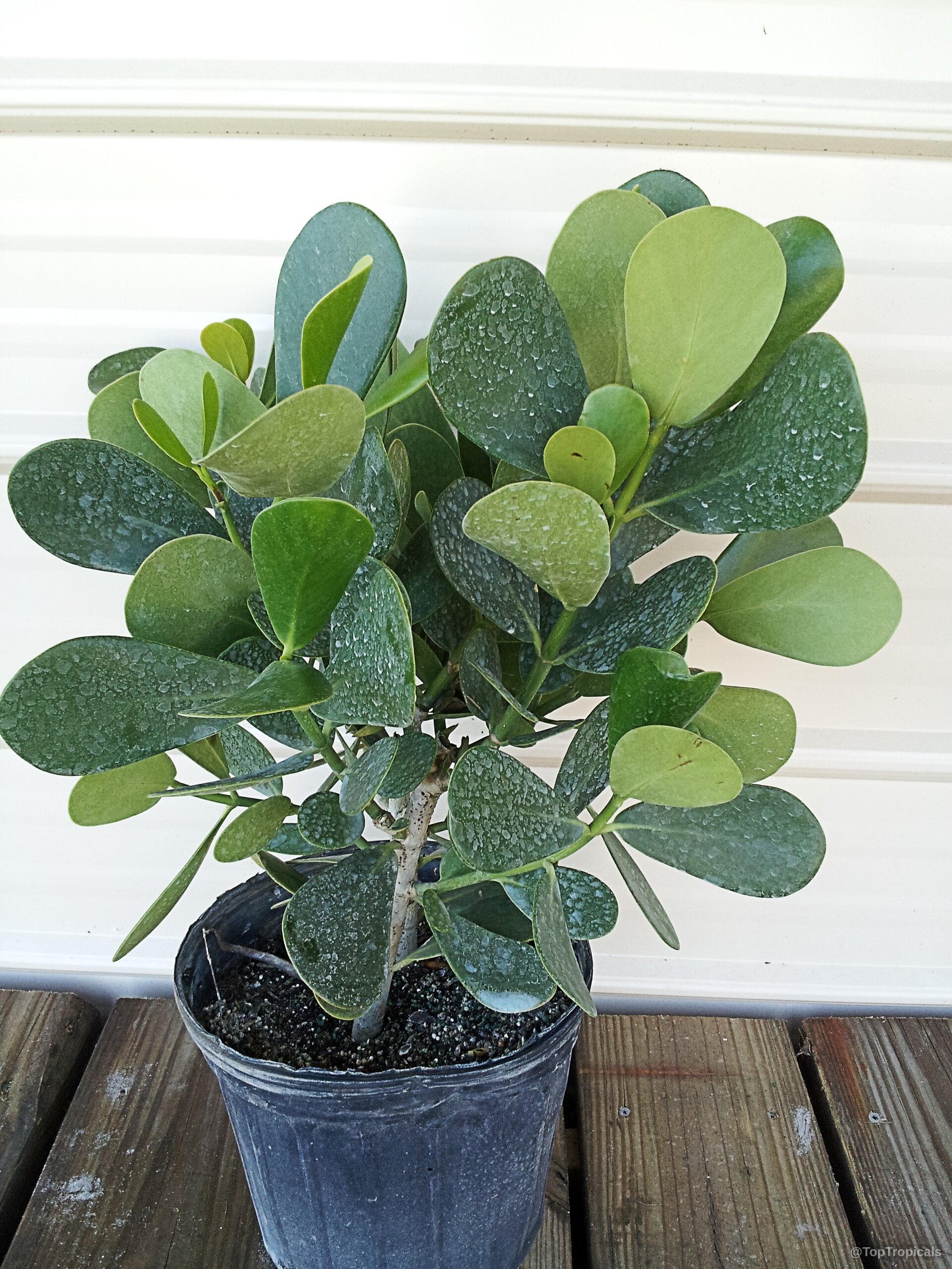 Clusia fluminensis (Dwarf Clusia) potted plant with thick rounded green leaves growing in a container Clusia fluminensis (Dwarf Clusia) with thick green rounded leaves in a black nursery container