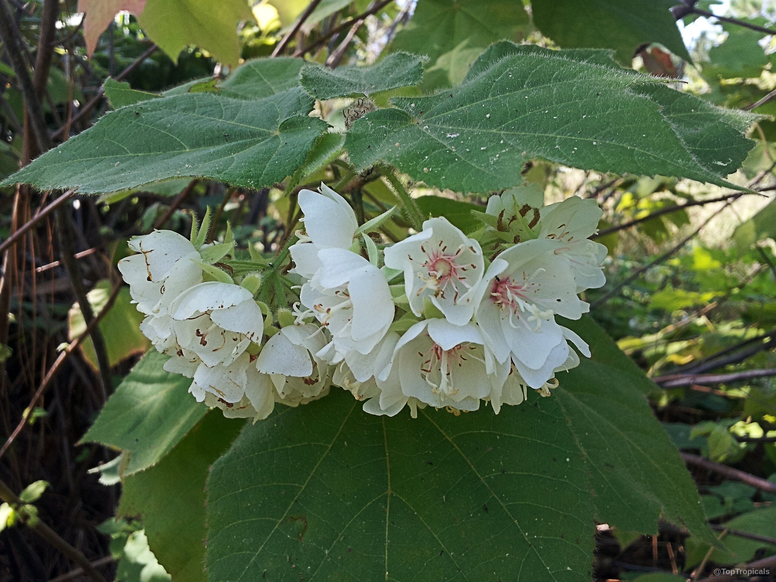 Dombeya burgessiae (Pink Wild Pear) white flower clusters tucked under large fuzzy green leaves. Dombeya burgessiae (Pink Wild Pear) white flower close up on green foliage plant branch