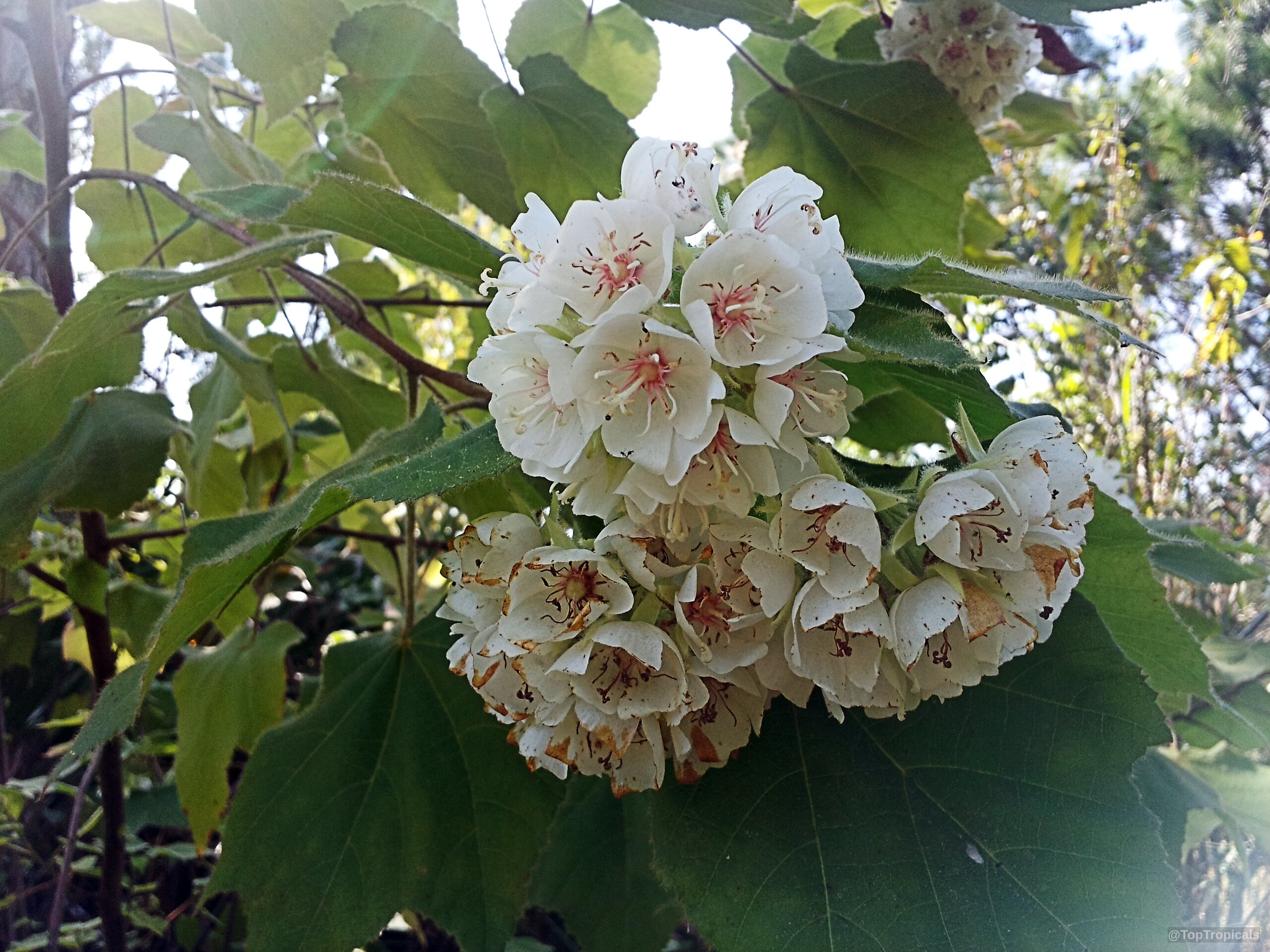 Dombeya burgessiae (Pink Wild Pear) white flower cluster surrounded by wide, fuzzy, green foliage. Dombeya burgessiae (Pink Wild Pear) white flower close up with green leaves attached to branch