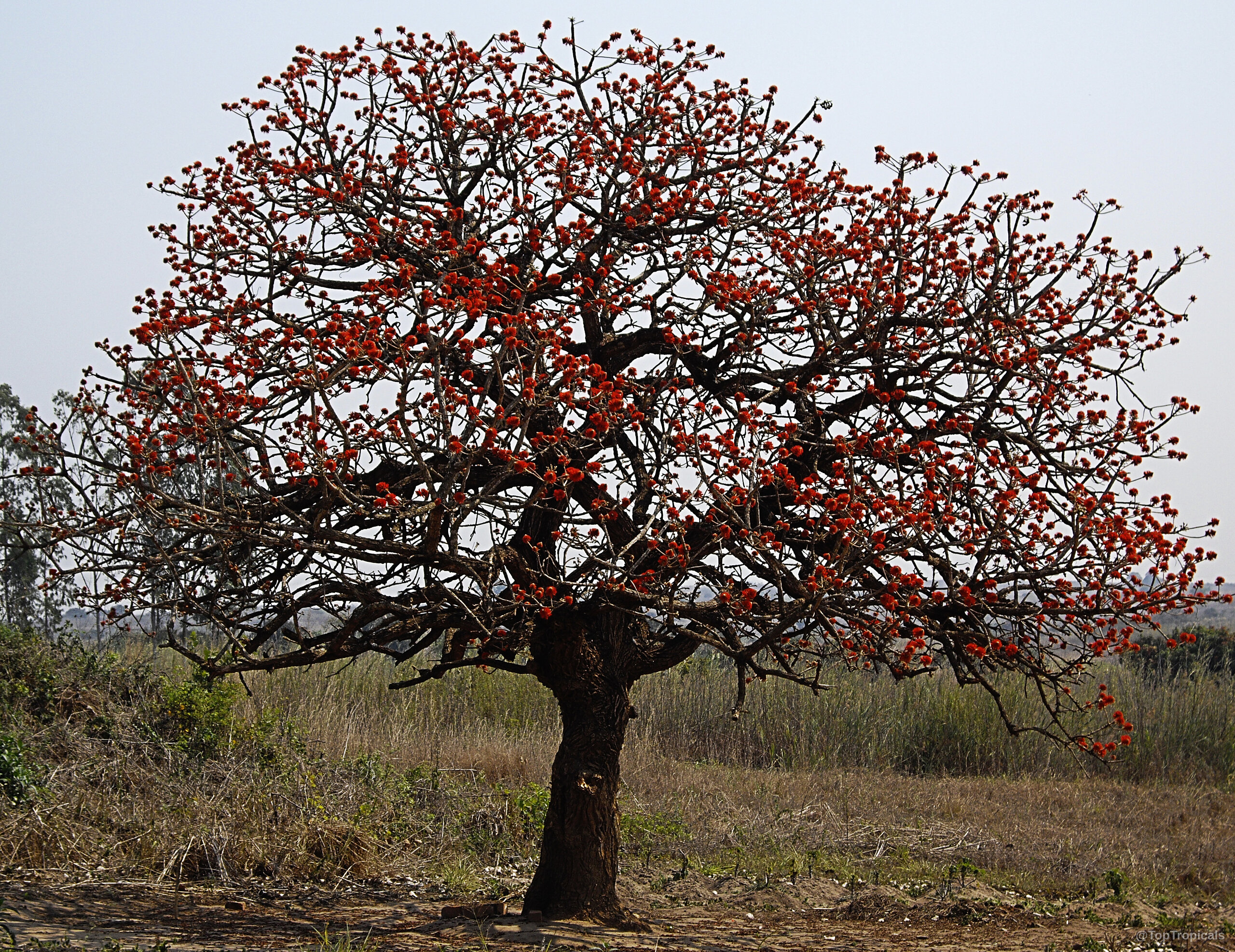 Erythrina abyssinica (Coral Tree) shows orange flowers spread across the wide tree branches. Erythrina abyssinica (Coral Tree) with many orange flowers on the leafless tree branches.
