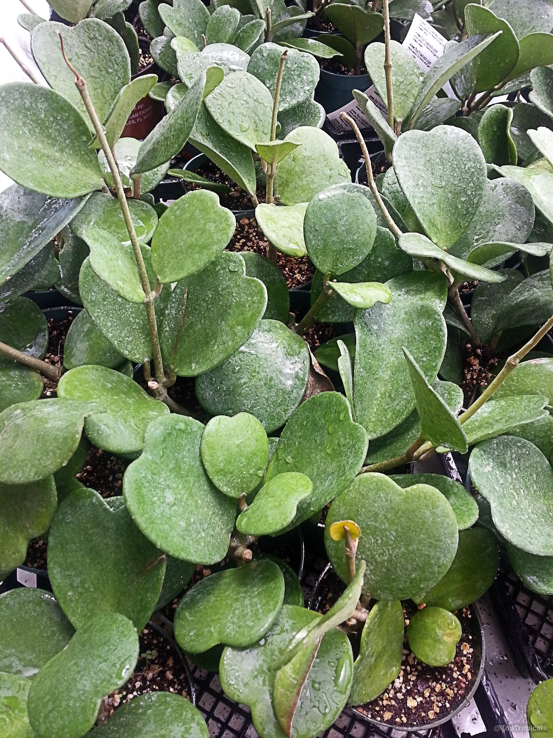 Hoya kerrii (Wax Hearts) with thick green heart-shaped leaves arranged in multiple small black pots. Hoya kerrii (Wax Hearts) green leaves plant growing in many small black nursery pots.