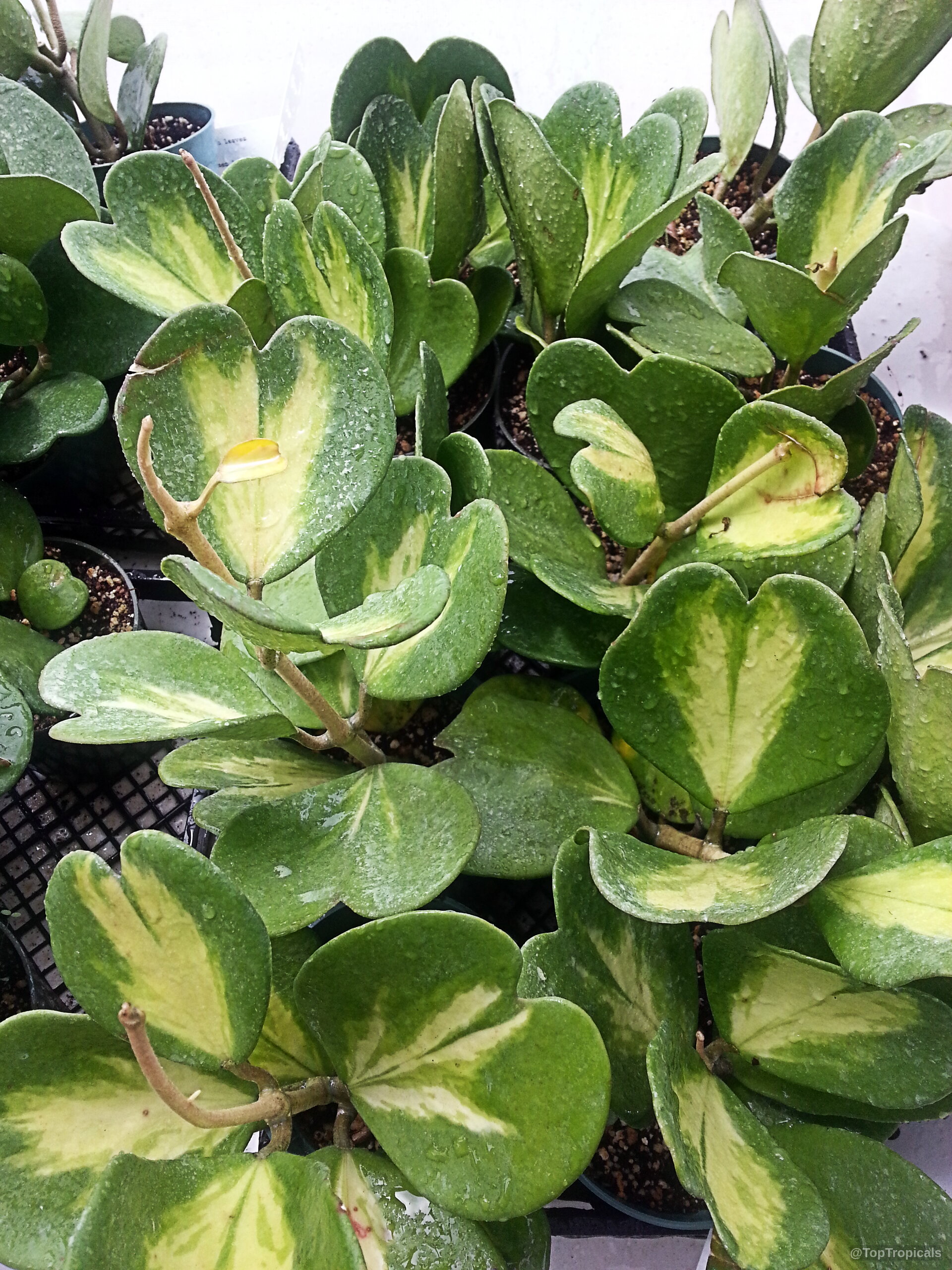 Hoya kerrii (Wax Hearts) plant showing thick heart-shaped leaves with green and yellow variegation patterns. Hoya kerrii (Wax Hearts) plant with green and yellow heart-shaped leaves in pots