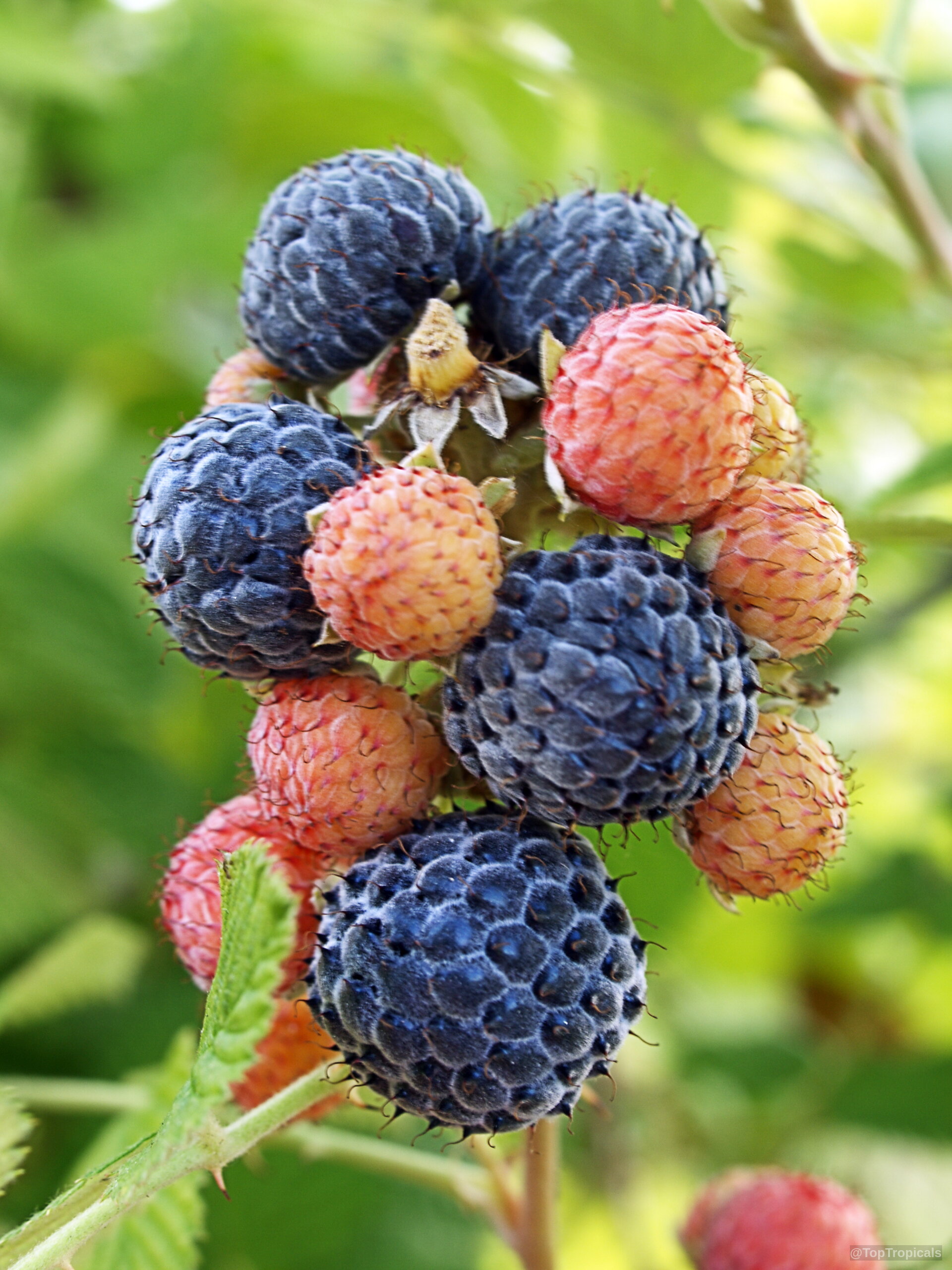 Raspberry Mysore Tropical (Rubus albescens) Raspberry Mysore Tropical (Rubus albescens)