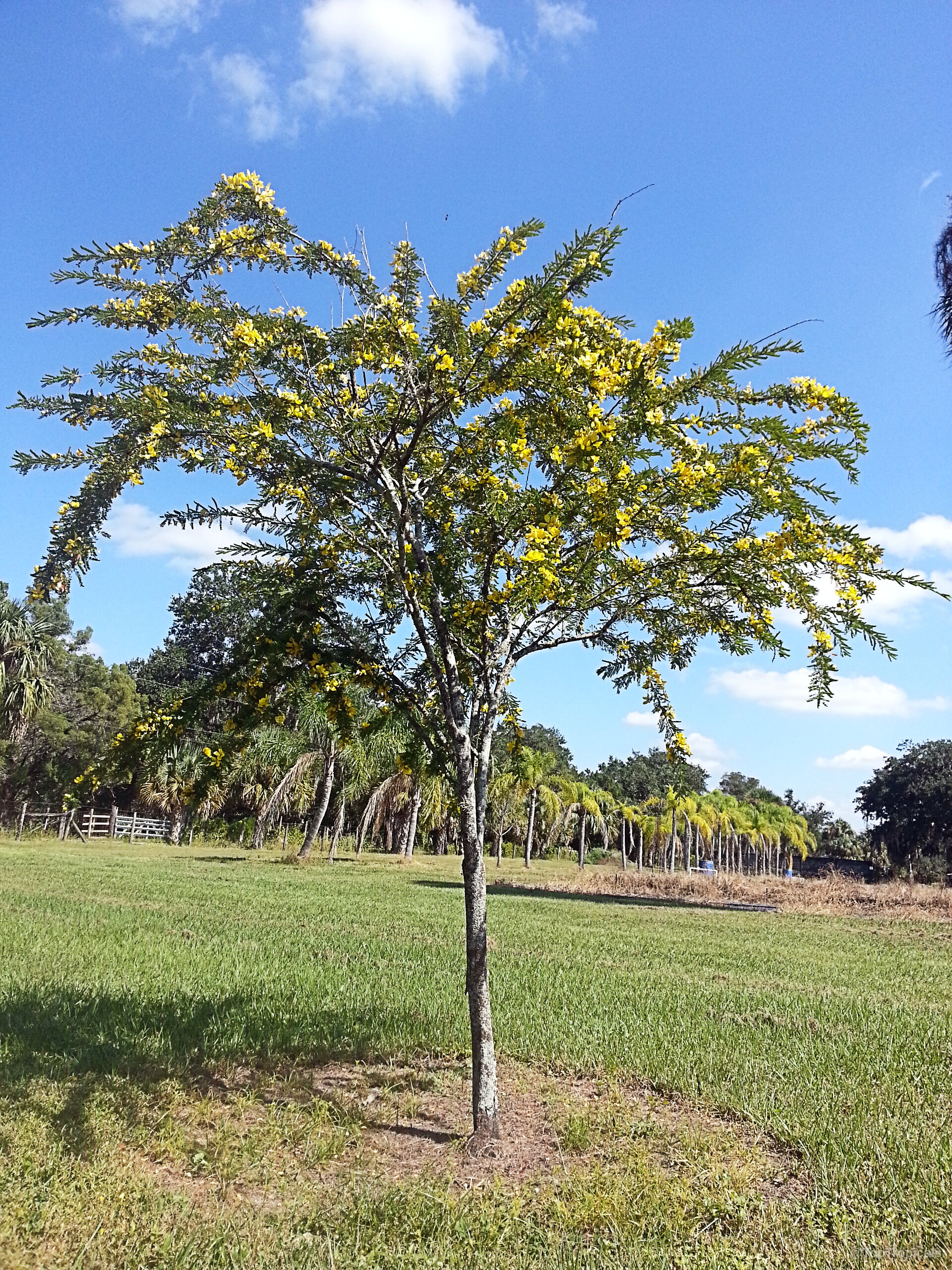 Senna polyphylla (Desert Cassia) tree with small fine foliage and many yellow flower clusters Senna polyphylla (Desert Cassia) tree with dense yellow flower clusters and small green leaves