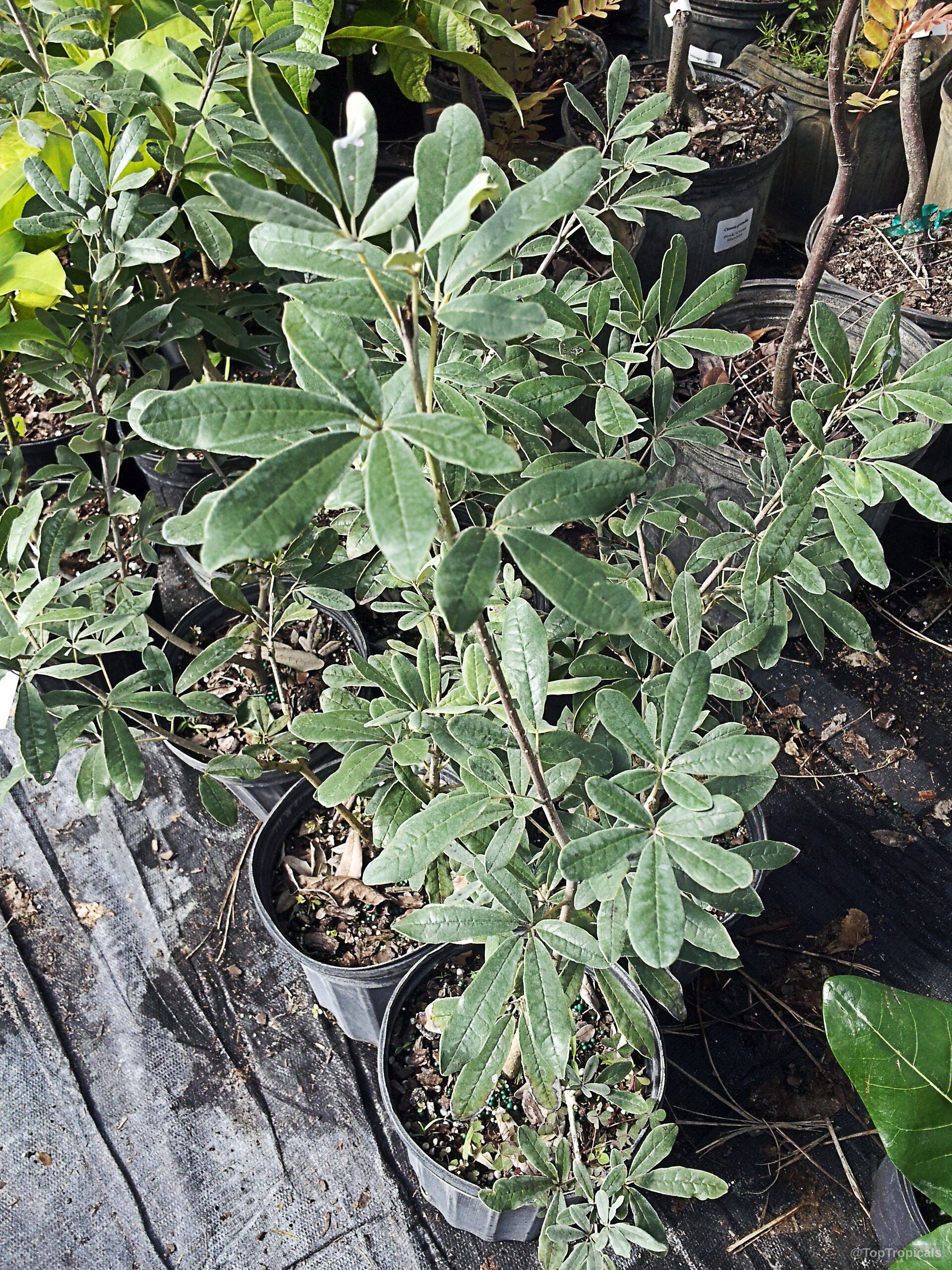 Tabebuia bahamensis (Dwarf Bahamian Trumpet Tree) growing in a black nursery container with green leaves. Tabebuia bahamensis (Dwarf Bahamian Trumpet Tree) green leaves plant in a black plastic container