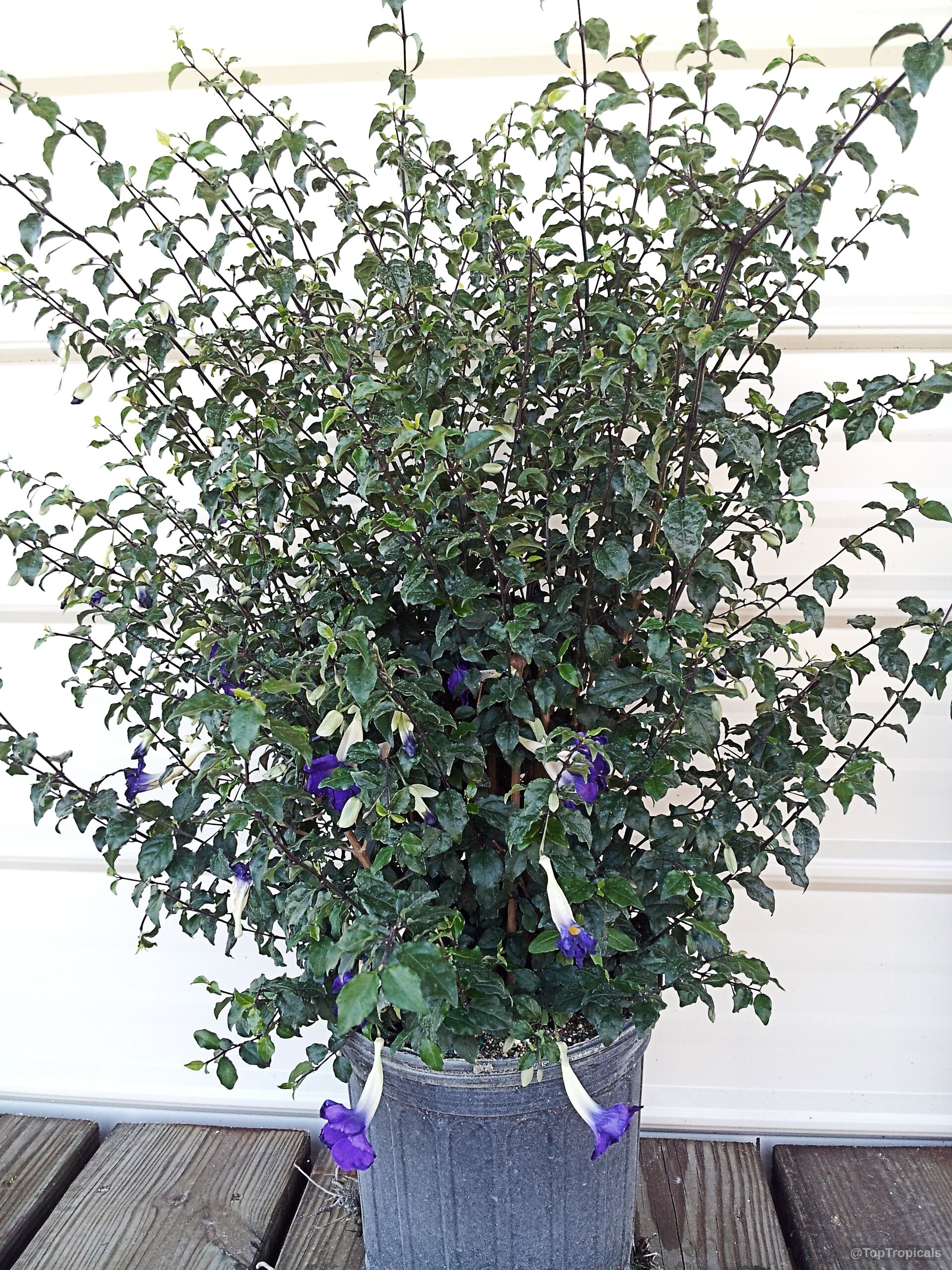 Thunbergia erecta (King's Mantle) with purple trumpet shaped flowers nestled among dense green foliage leaves Thunbergia erecta (King's Mantle) plant with purple flowers and deep green leaves in container