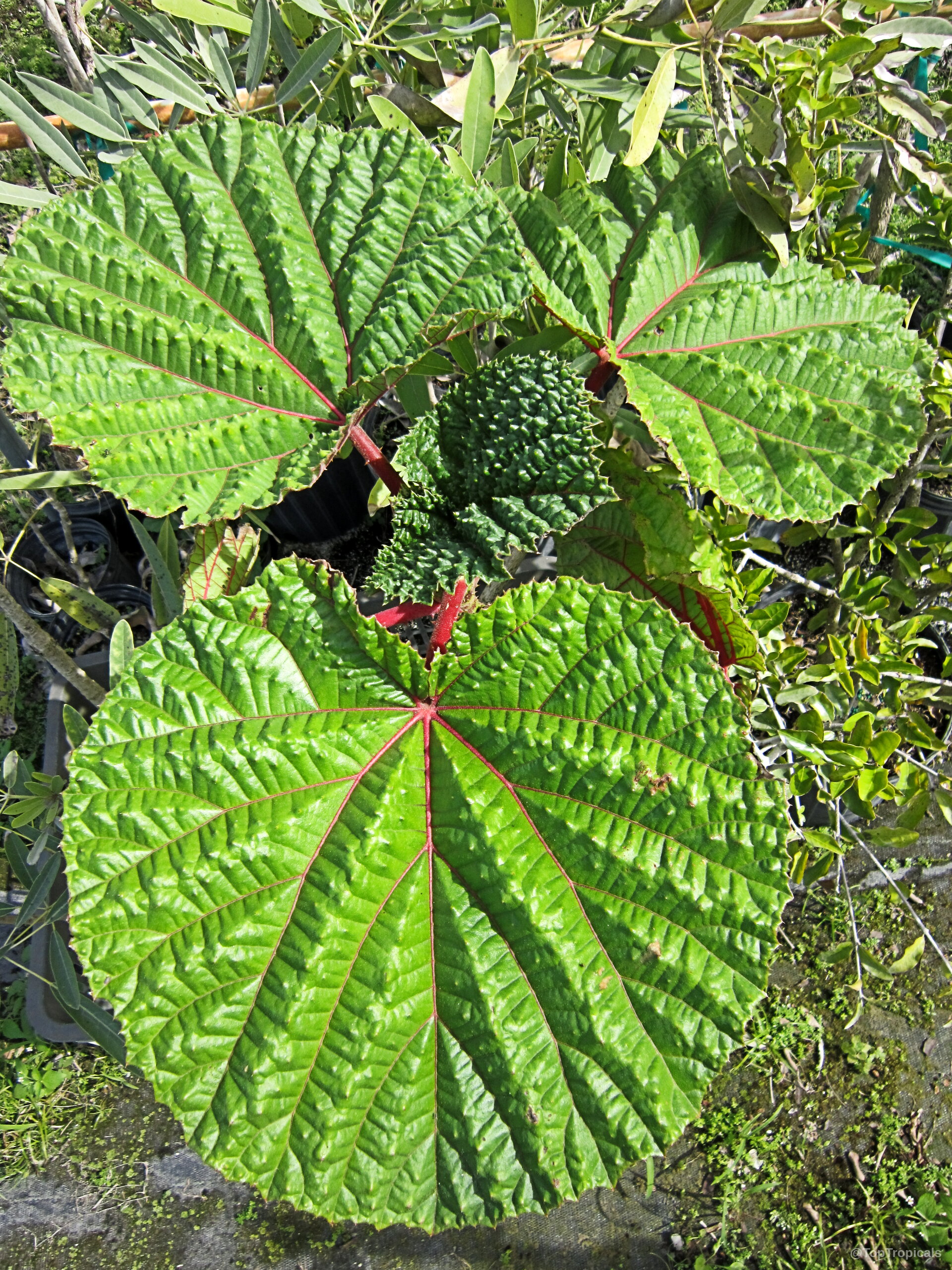 Wercklea ferox (Prickly Umbrella) leaves with textures and red vein details growing in black pots. Wercklea ferox (Prickly Umbrella) plant with large green leaves and distinct red veins close up.
