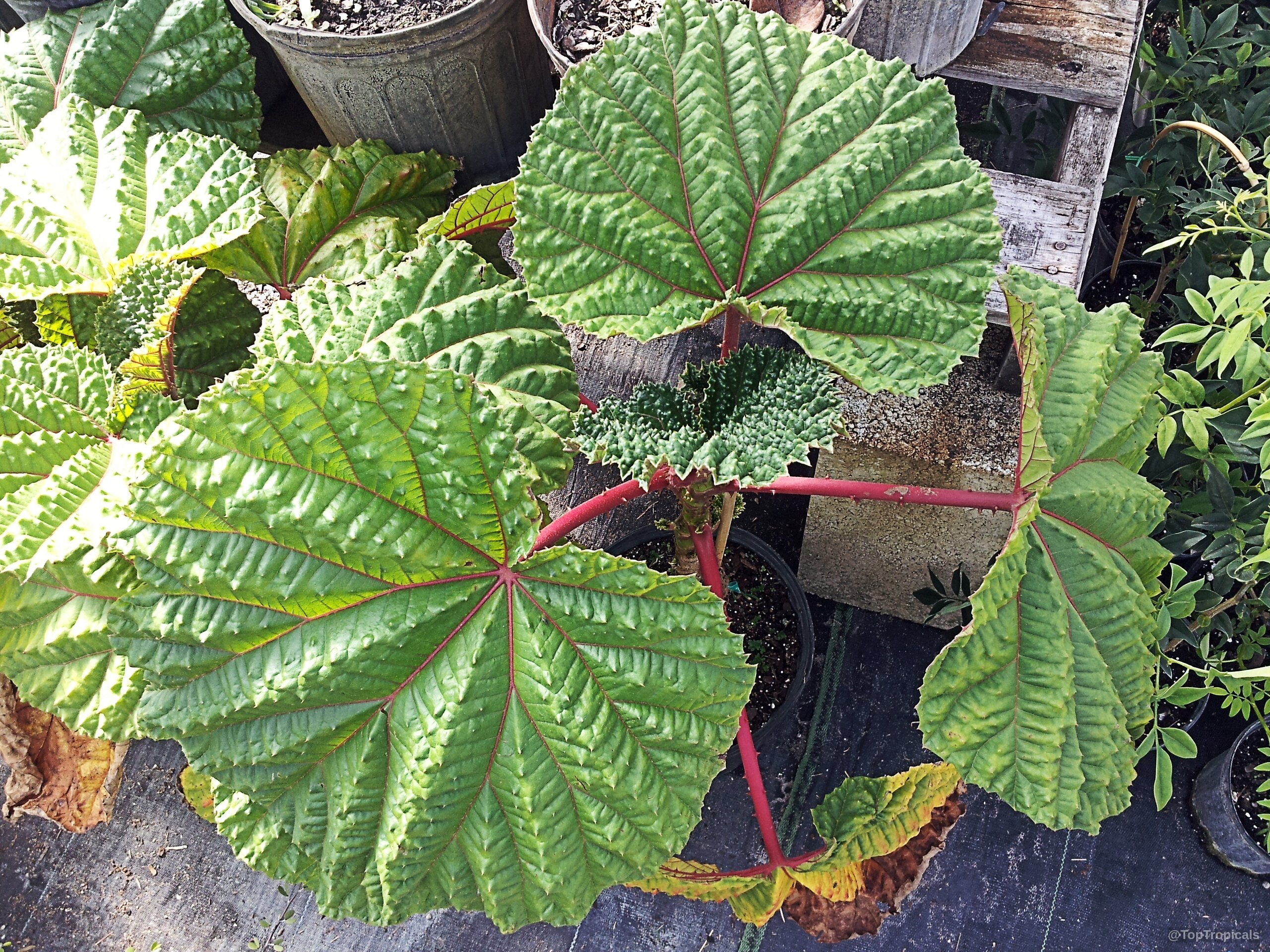 Wercklea ferox (Prickly Umbrella) showing large round green foliage connected to sturdy red stems. Wercklea ferox (Prickly Umbrella) plant with large round green leaves and thick red stems.
