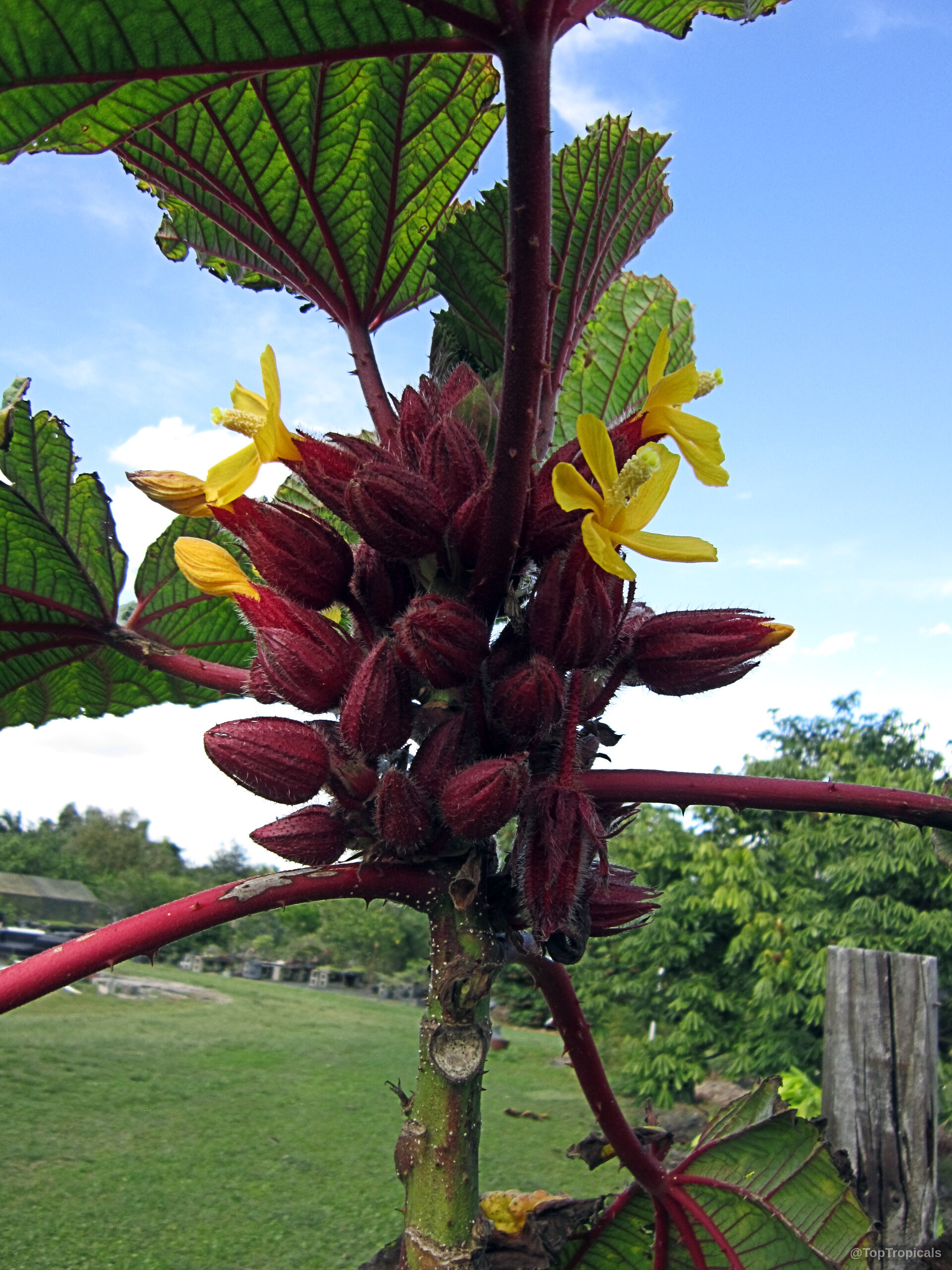 Wercklea ferox (Prickly Umbrella) showing clustered dark red buds and small open yellow flower petals. Wercklea ferox (Prickly Umbrella) with yellow flower and dark red buds on the plant branch.