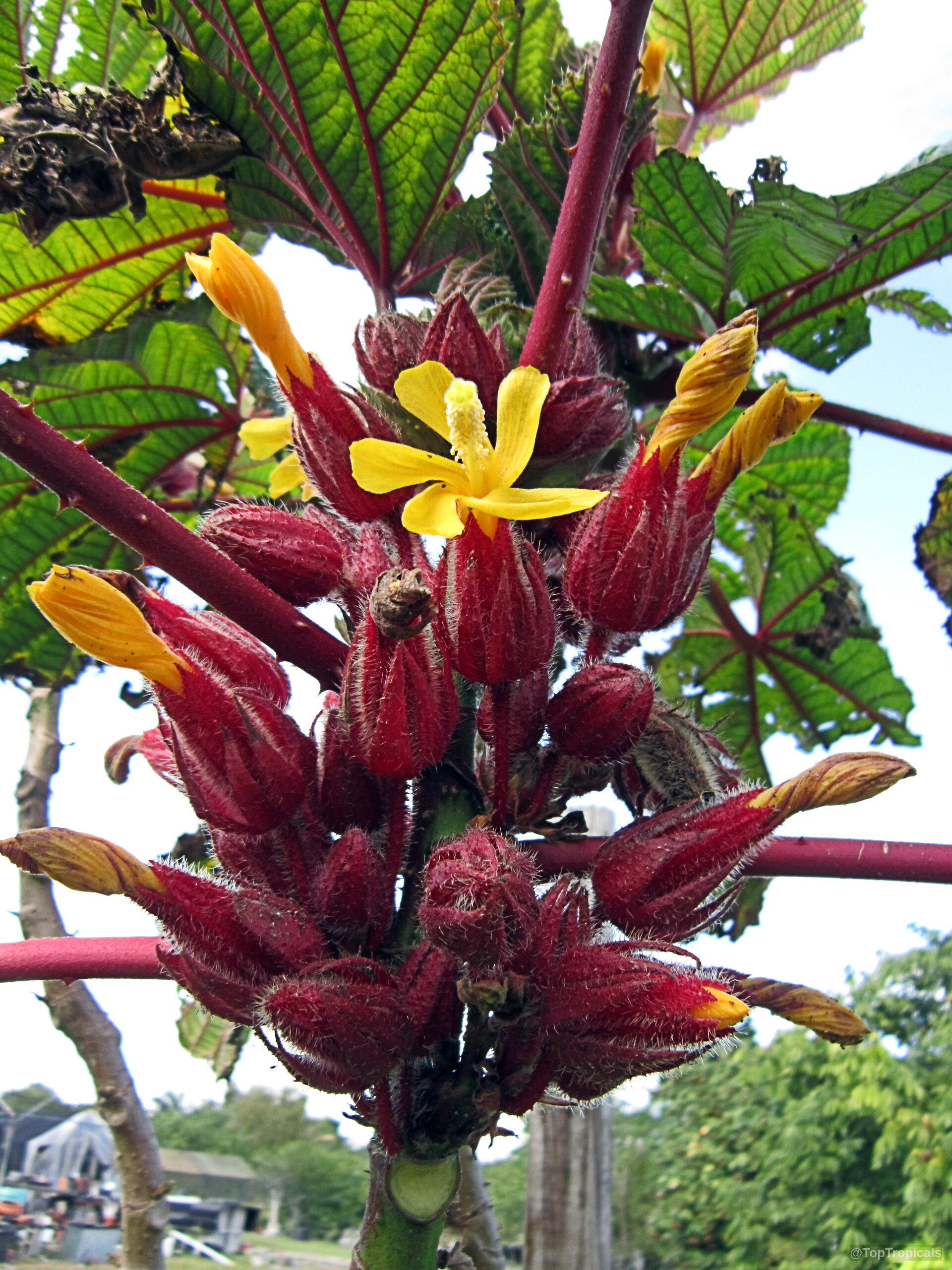 Wercklea ferox (Prickly Umbrella) yellow flower and dark red buds on a sturdy branching stalk Wercklea ferox (Prickly Umbrella) yellow flower and dark red buds on a plant close up