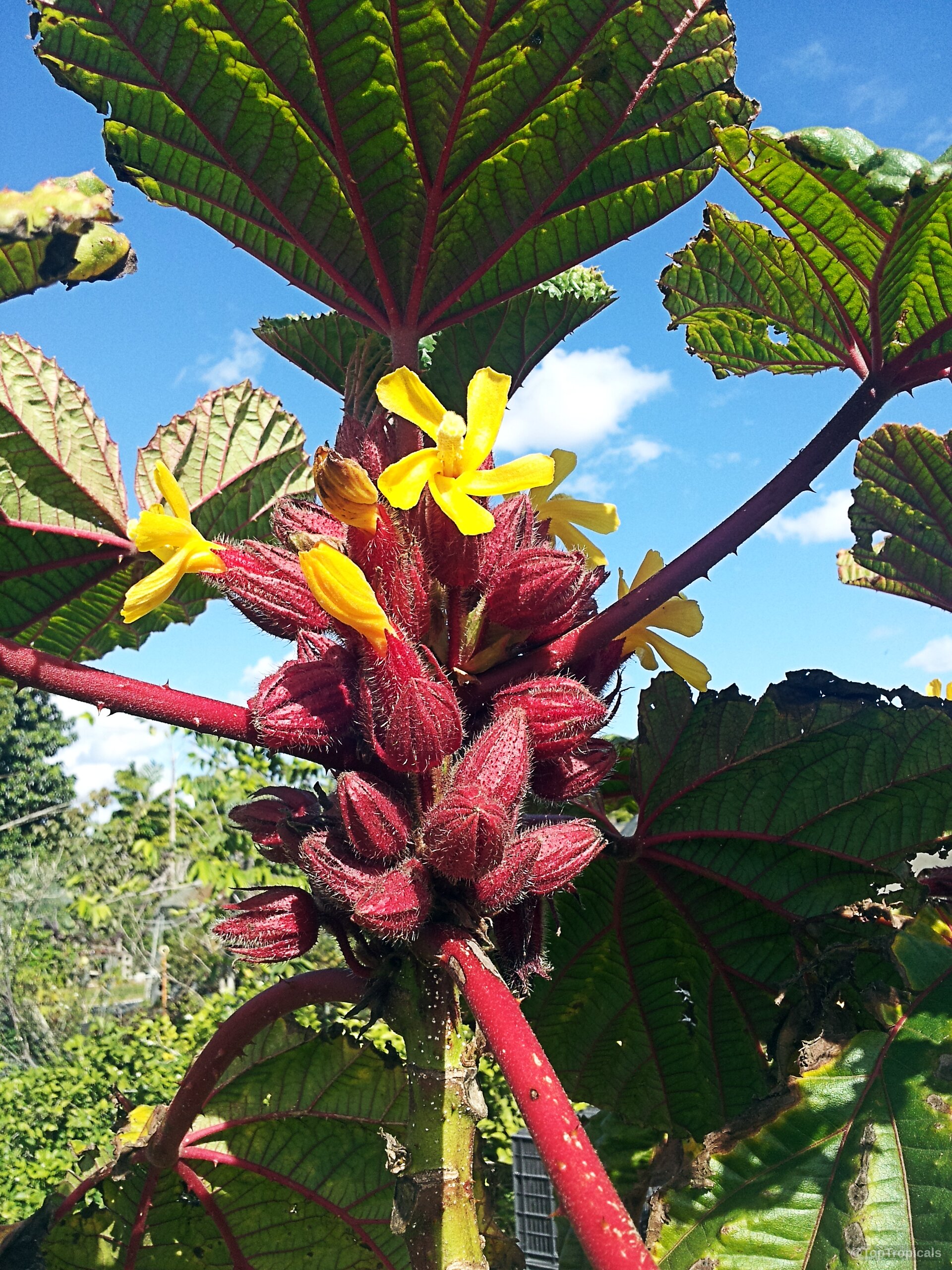 Wercklea ferox (Prickly Umbrella) with yellow flower and red buds on the green leaf branches. Wercklea ferox (Prickly Umbrella) with yellow flower and red buds on the plant close up