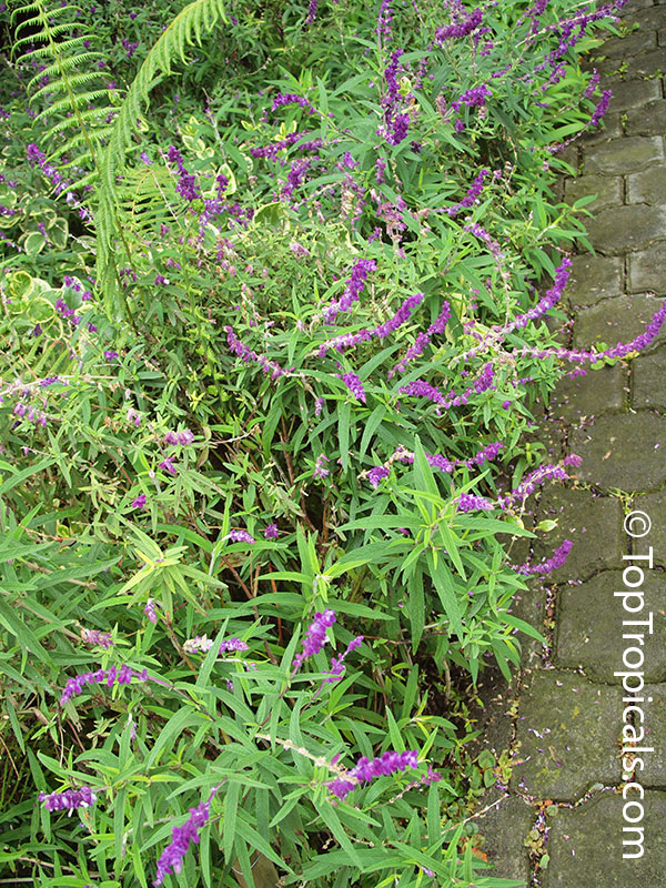 Salvia leucantha, Mexican Bush Sage, Mexican Sage, Velvet Sage