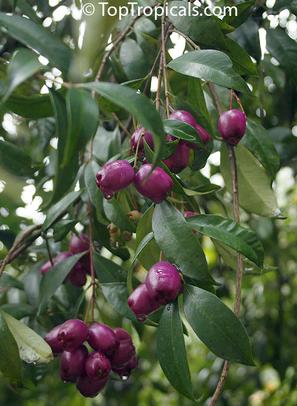 java plum wine