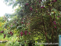 Syzygium cumini, Syzygium jambolanum, Eugenia cumini, Eugenia jambolana, Jambolan, Java Plum, Jamun, Naval, Neredu, Indian Allspice

Click to see full-size image