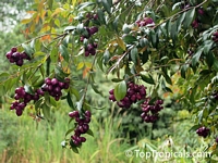 Syzygium cumini, Syzygium jambolanum, Eugenia cumini, Eugenia jambolana, Jambolan, Java Plum, Jamun, Naval, Neredu, Indian Allspice

Click to see full-size image