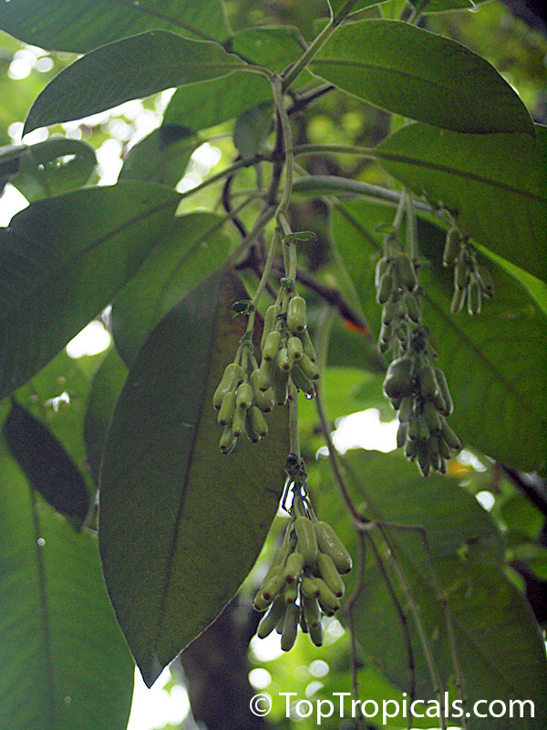 Fuchsia boliviana, Bolivian Fuchsia 