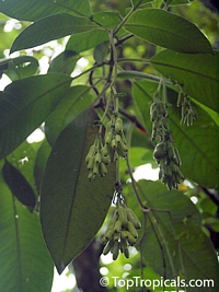 Fuchsia boliviana, Bolivian Fuchsia 