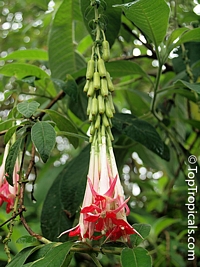 Fuchsia boliviana, Bolivian Fuchsia 

Click to see full-size image