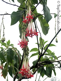 Fuchsia boliviana, Bolivian Fuchsia 

Click to see full-size image