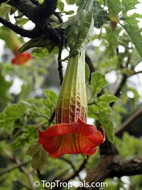 Brugmansia sanguinea (Бругмансия кроваво-красная) - растение