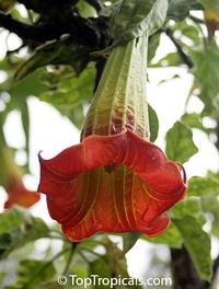 Brugmansia sanguinea, Datura sanguinea, Red Angels Trumpet, Red Datura, Eagle Tree

Click to see full-size image