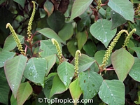 Triadica sp., Sapium sp., Sapium

Click to see full-size image
