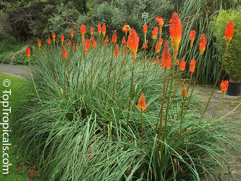 Kniphofia sp., Red Hot Poker, Torch Lily