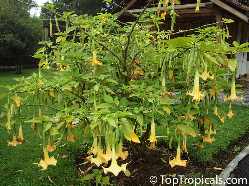 Brugmansia hybrid Yellow, Angels Trumpet